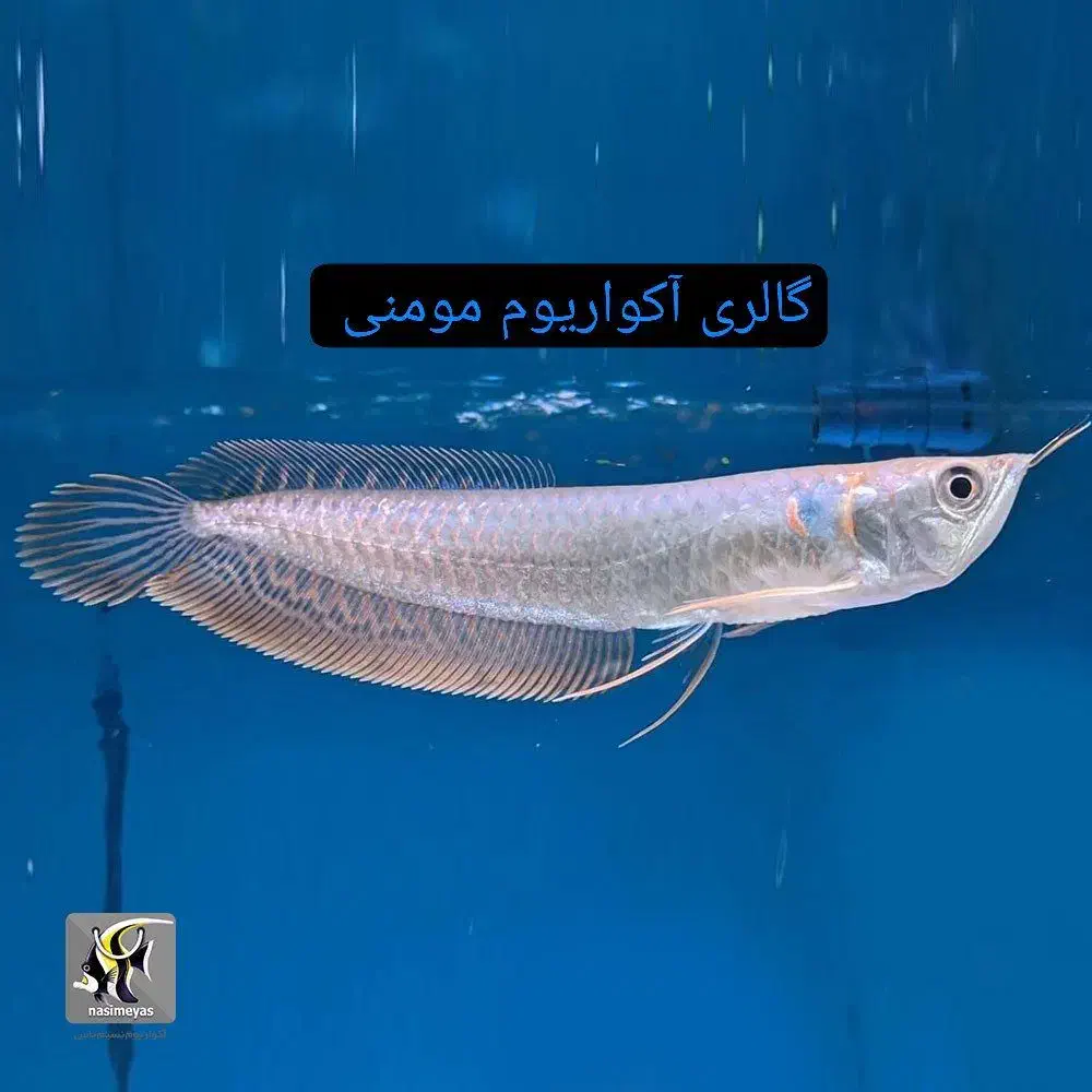 گالری آکواریوم مومنی آروانا سیلور|ماهی|نیشابور, امام|دیوار