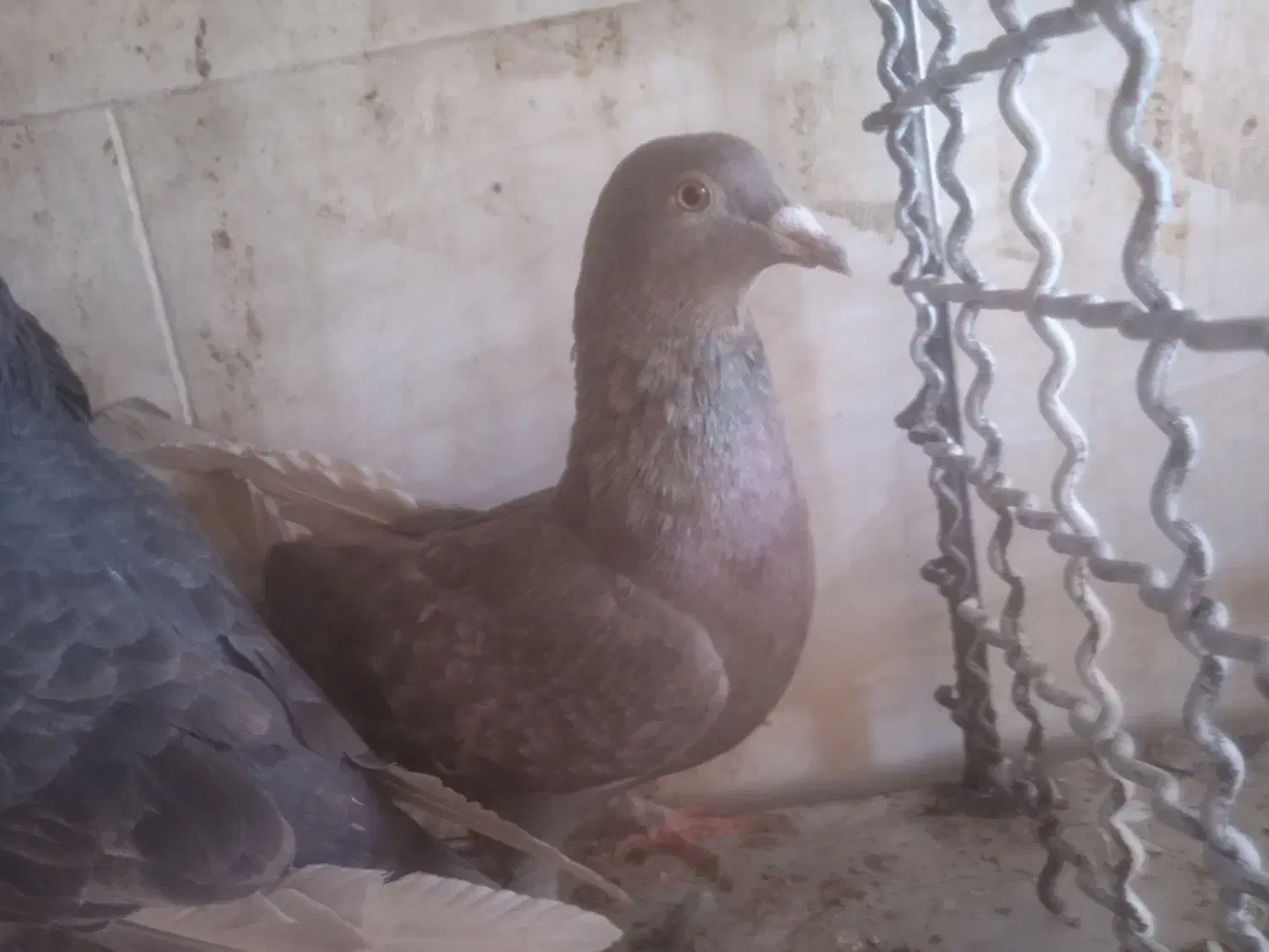 مشکی|پرنده|بردسکن, |دیوار