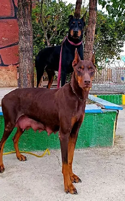 سگ دوبرمن اروپایی کیفیت های بینظیر و کلکسیونی|سگ|تهران, سعادتآباد|دیوار