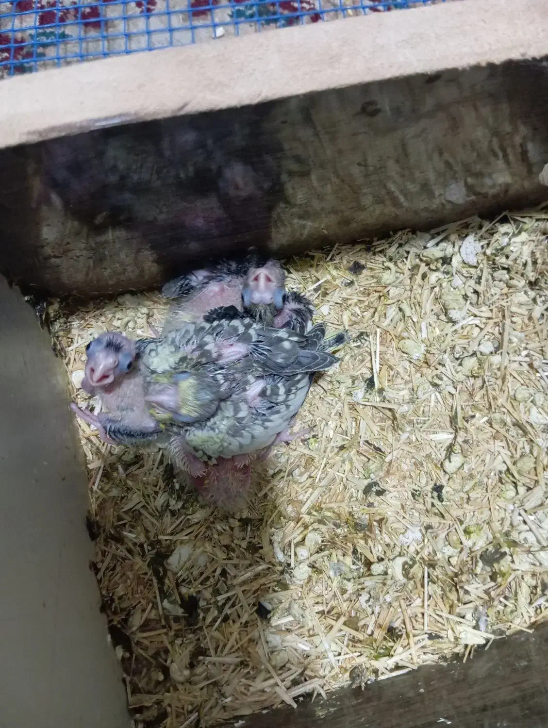 جوجه هلندی|پرنده|فولادشهر, سایت صنعتی کاوه|دیوار