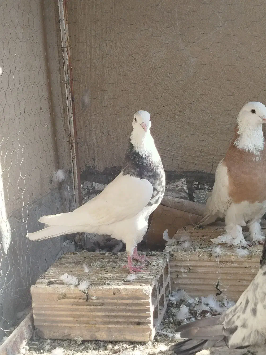 جفت طوقی نر و ماده درجه یک الما سی و زرد|پرنده|فولادشهر, مسکن مهر فولادشهر|دیوار