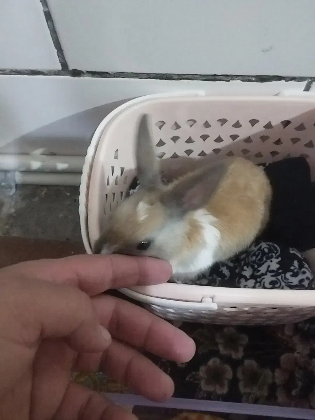 خرگوش|موش و خرگوش|فسا, |دیوار