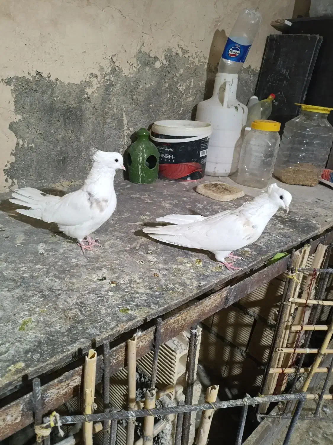 کبوتر خال قدیم پرشی|پرنده|اسلامآباد غرب, |دیوار