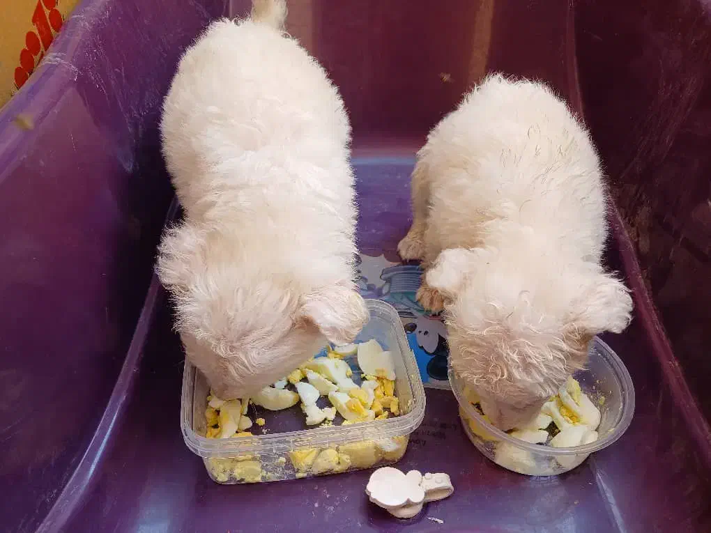 واگذاری توله سگ ۲ماهه|سگ|بندر دیر, |دیوار