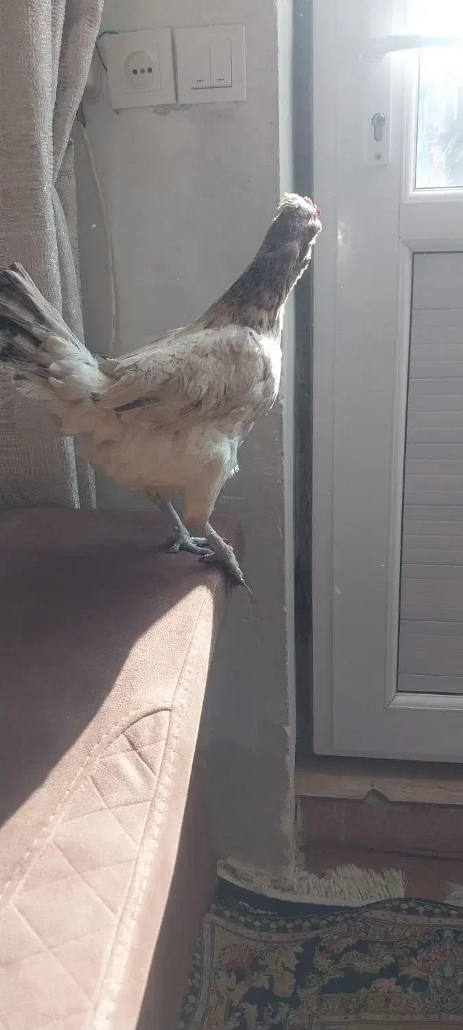 تعدادی مرغ لری و لاری|حیوانات مزرعه|ماهدشت, |دیوار