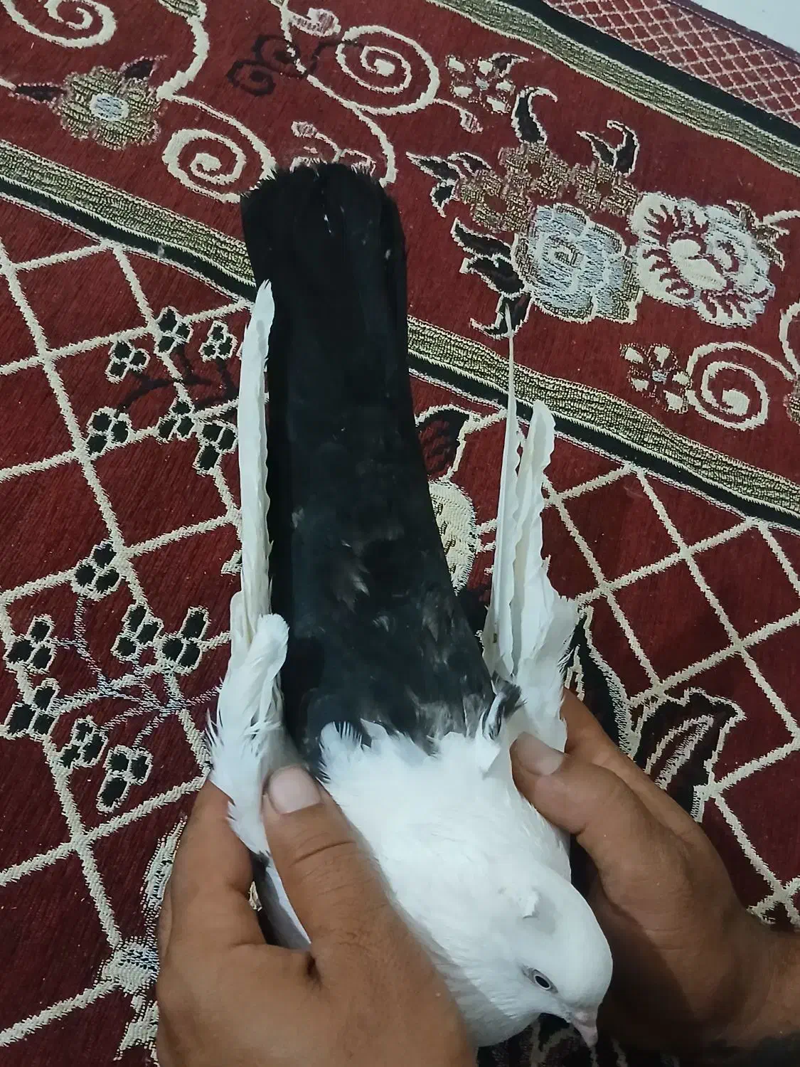 ماده دمبی|پرنده|شوشتر, |دیوار