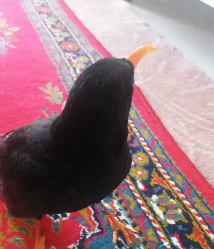 پرنده رام|پرنده|تهران, جلیلی|دیوار