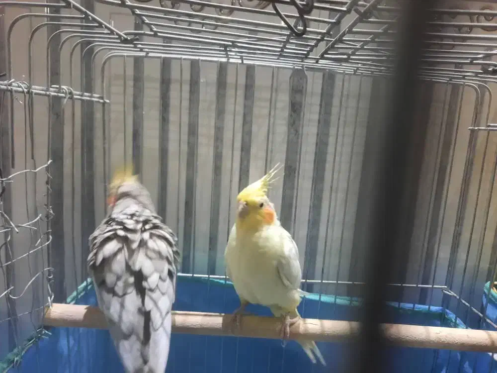 فروش فوری عروس هلندی و مرغ عشق|پرنده|شهرضا, |دیوار