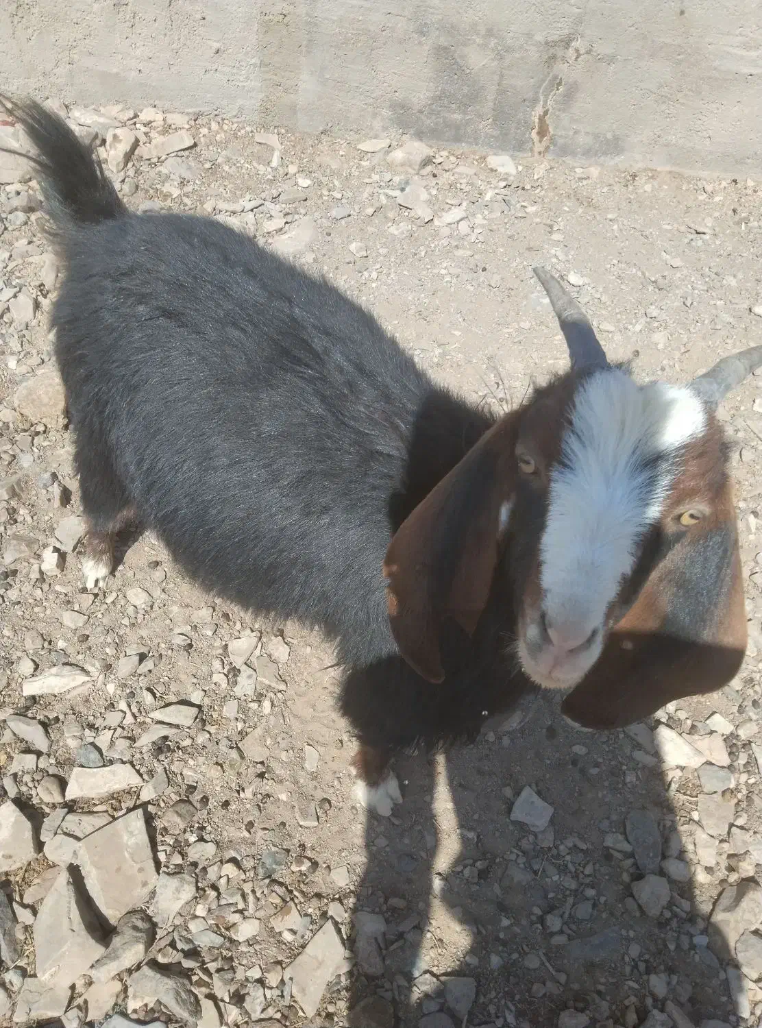 دو عدد بز جوان|حیوانات مزرعه|خواف, |دیوار