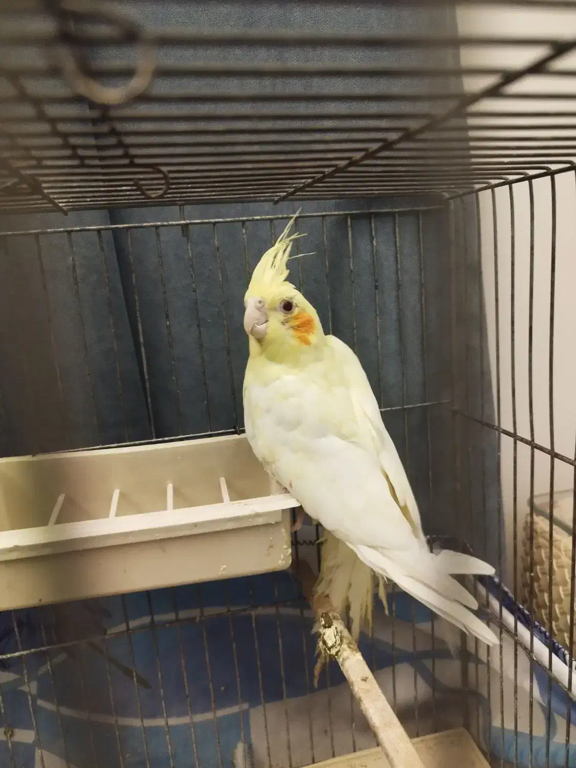 جوجه عروس هلندی|پرنده|اندیشه, اندیشه فاز ۱|دیوار