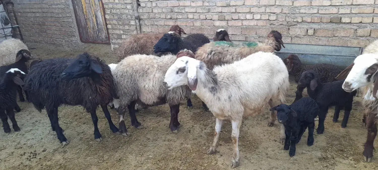 ۱۰راس میش بره|حیوانات مزرعه|بروجرد, |دیوار