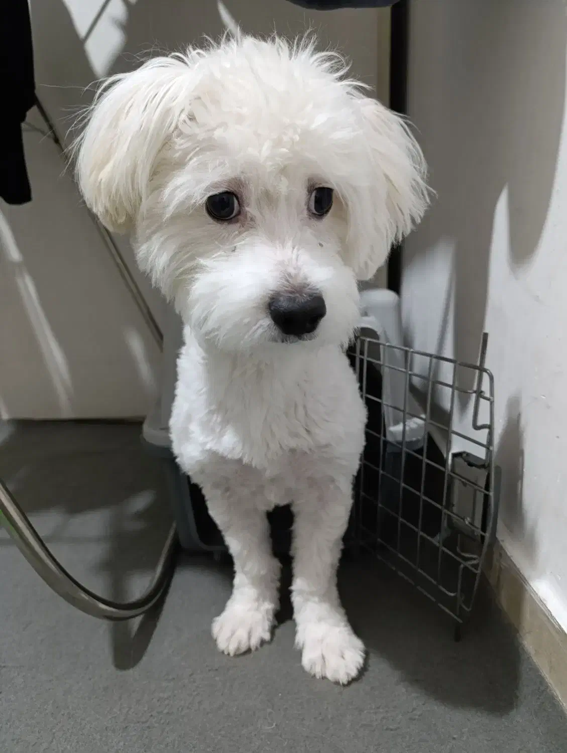 سگ مالتیز|سگ|اشتهارد, |دیوار