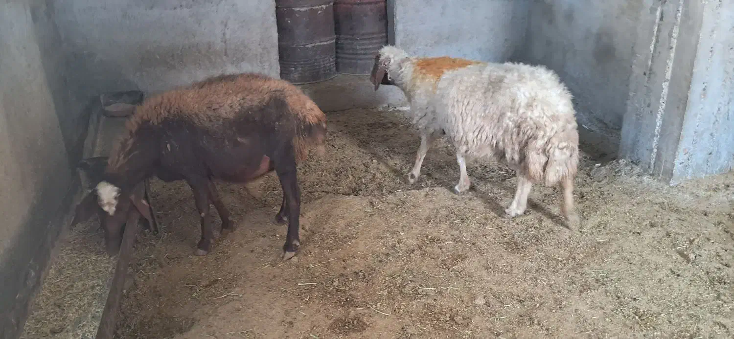 کاور|حیوانات مزرعه|سیوان, |دیوار