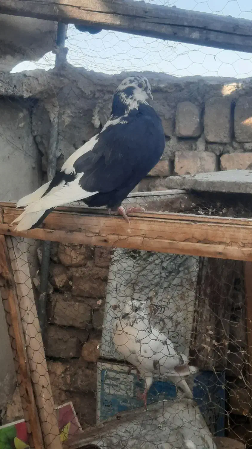 کبوتر|پرنده|نائین, |دیوار