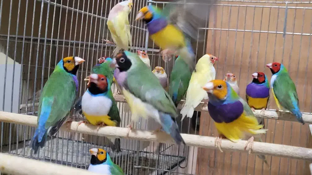 ۳جفت فنچ گلدین|پرنده|ایرانشهر, |دیوار