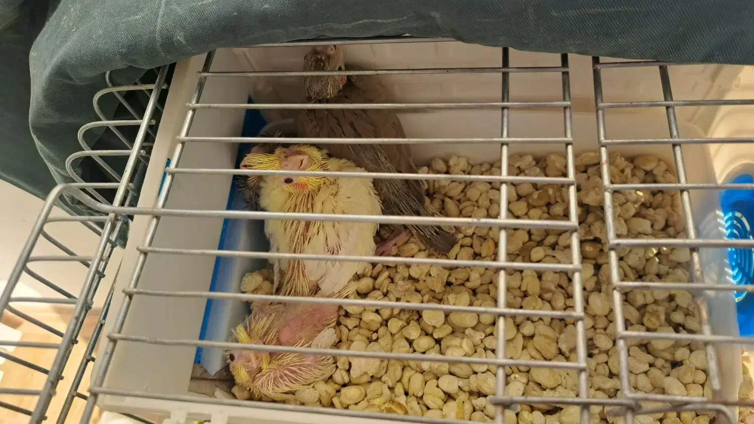 پرنده عروس هلندی|پرنده|قم, باغ کرباسی|دیوار