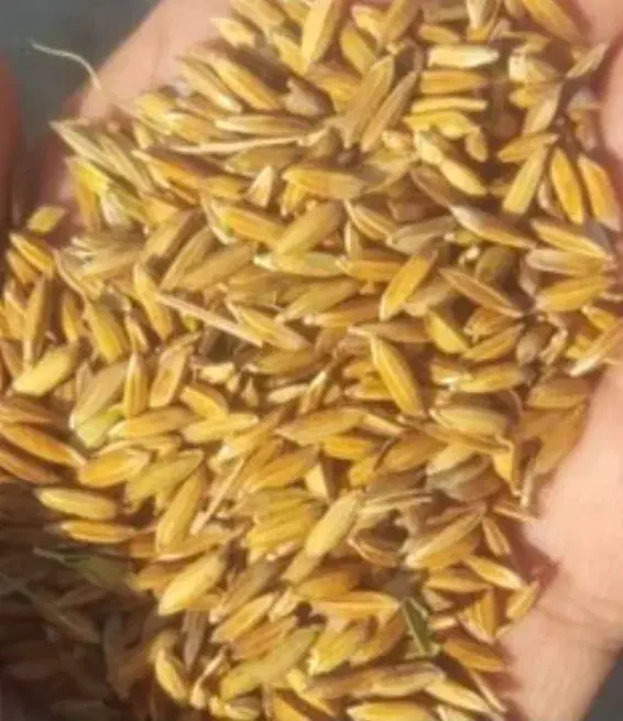 شلتوک یا چلتوک|خوردنی و آشامیدنی|شیراز, سرو|دیوار