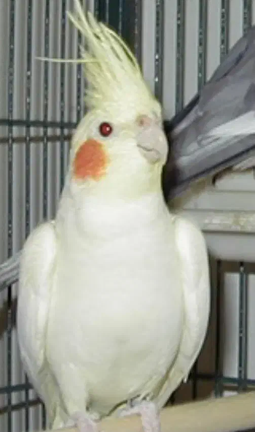 عروس هلندی لوتیوم ماده با قفس|پرنده|تهران, وحیدیه|دیوار