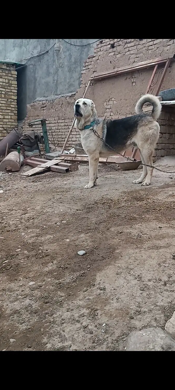 سگ پژی|سگ|قزوین, |دیوار