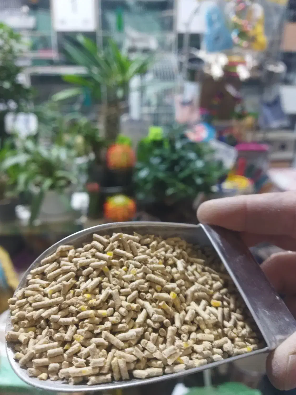 دان طوطی سانان|لوازم جانبی حیوانات|ارومیه, |دیوار