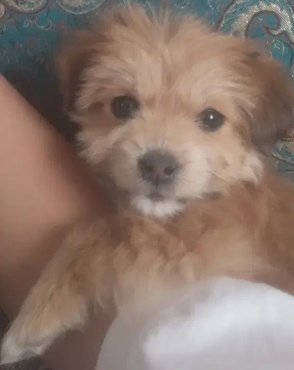 شیتزو پامر|سگ|آبیک, |دیوار