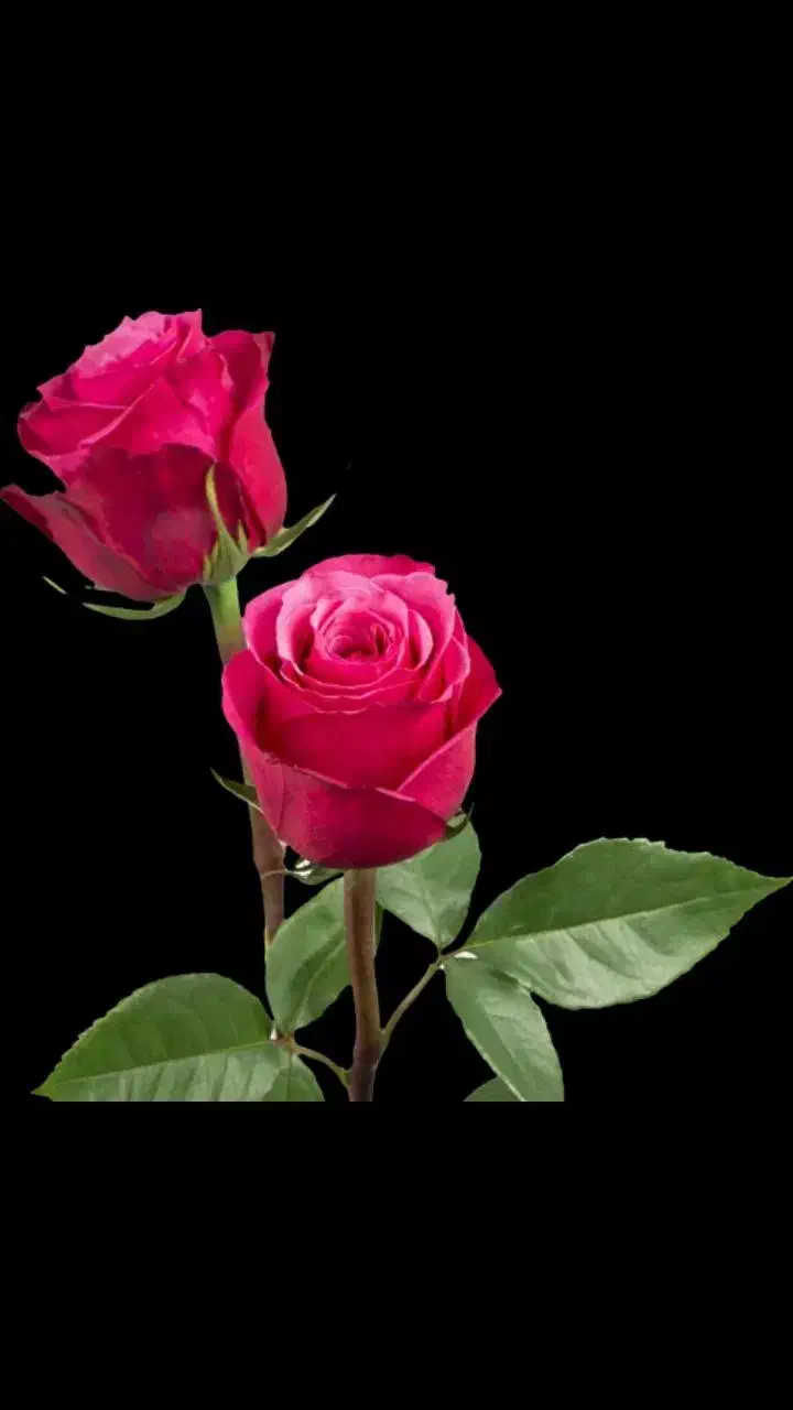 فال وسرکتاب باقرآن|خدمات پذیرایی، مراسم|رشت, بوسار|دیوار