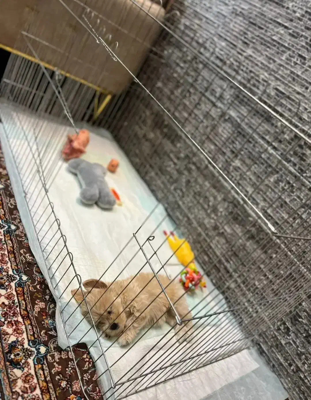 قفس سگ|لوازم جانبی حیوانات|ری, ظهیرآباد|دیوار