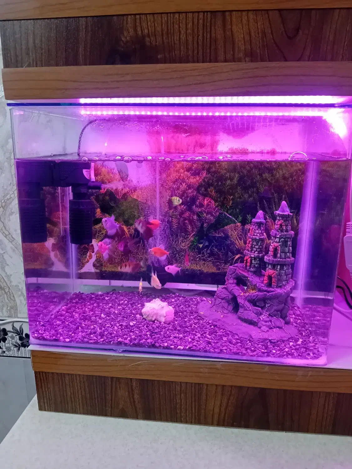 اکواریوم|ماهی|کرمان, |دیوار