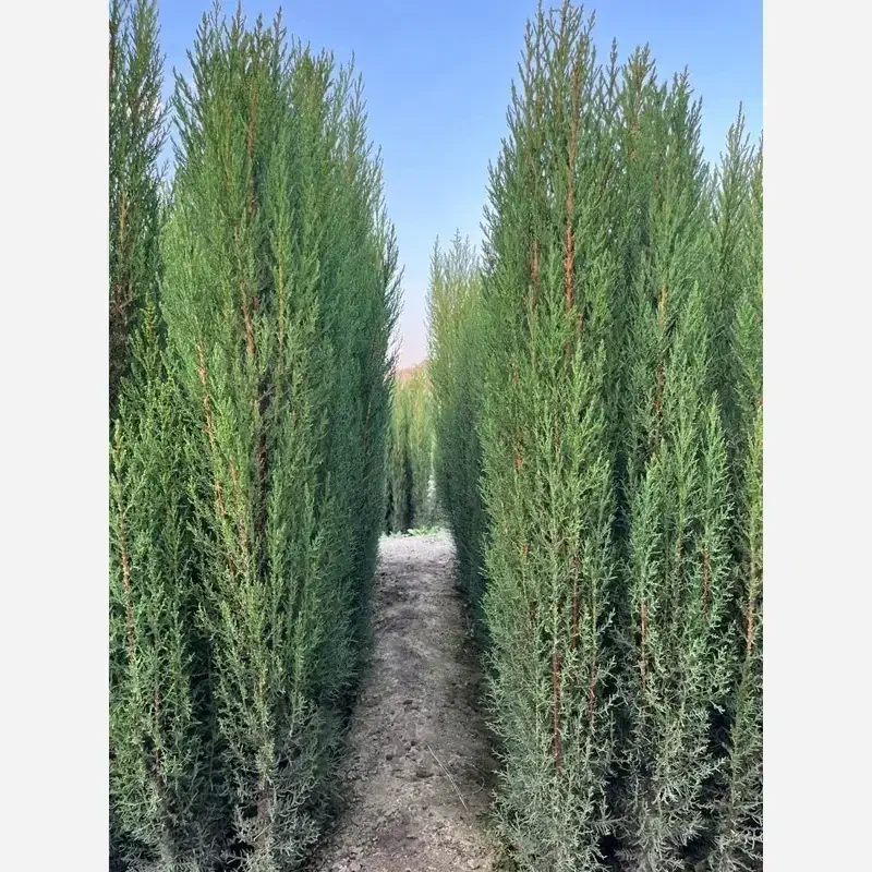 سروناز|گل و گیاه طبیعی|شیراز, دشت چنار|دیوار