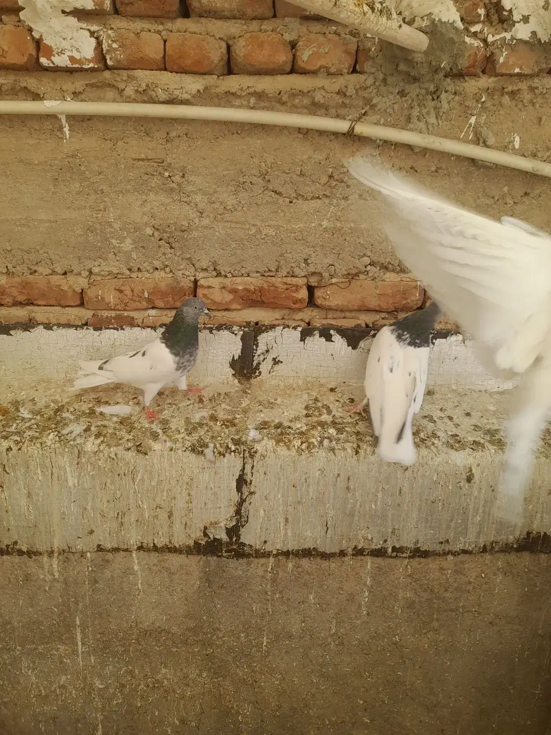 فروش کبوتر نروماده|پرنده|آذرشهر, |دیوار