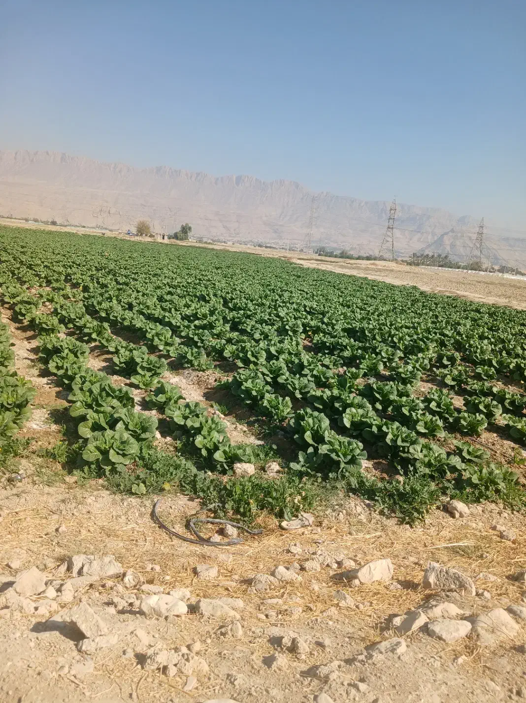 کاهو|اجارهٔ دفتر صنعتی، کشاورزی، تجاری|کازرون, |دیوار