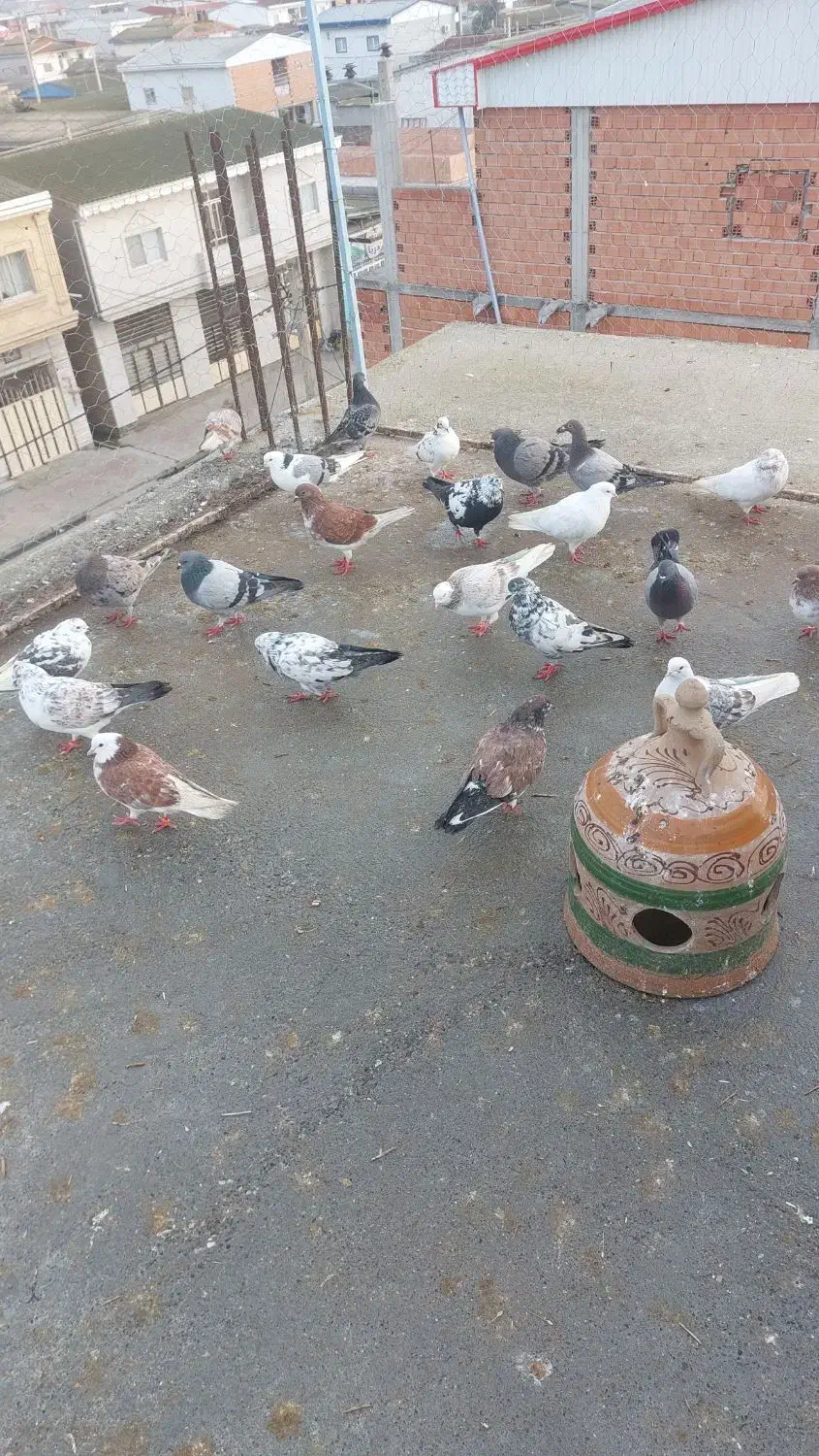 کبوتر فروشی|پرنده|گمیشان, |دیوار