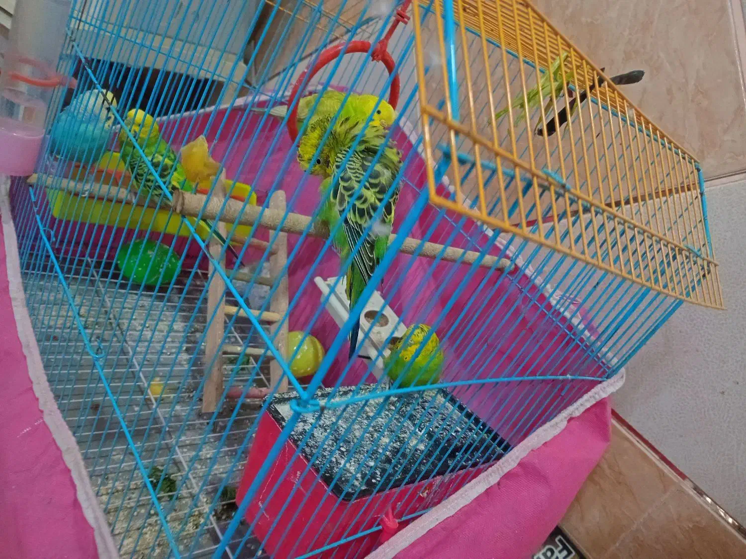 فروش مرغ عشق|پرنده|شادگان, |دیوار