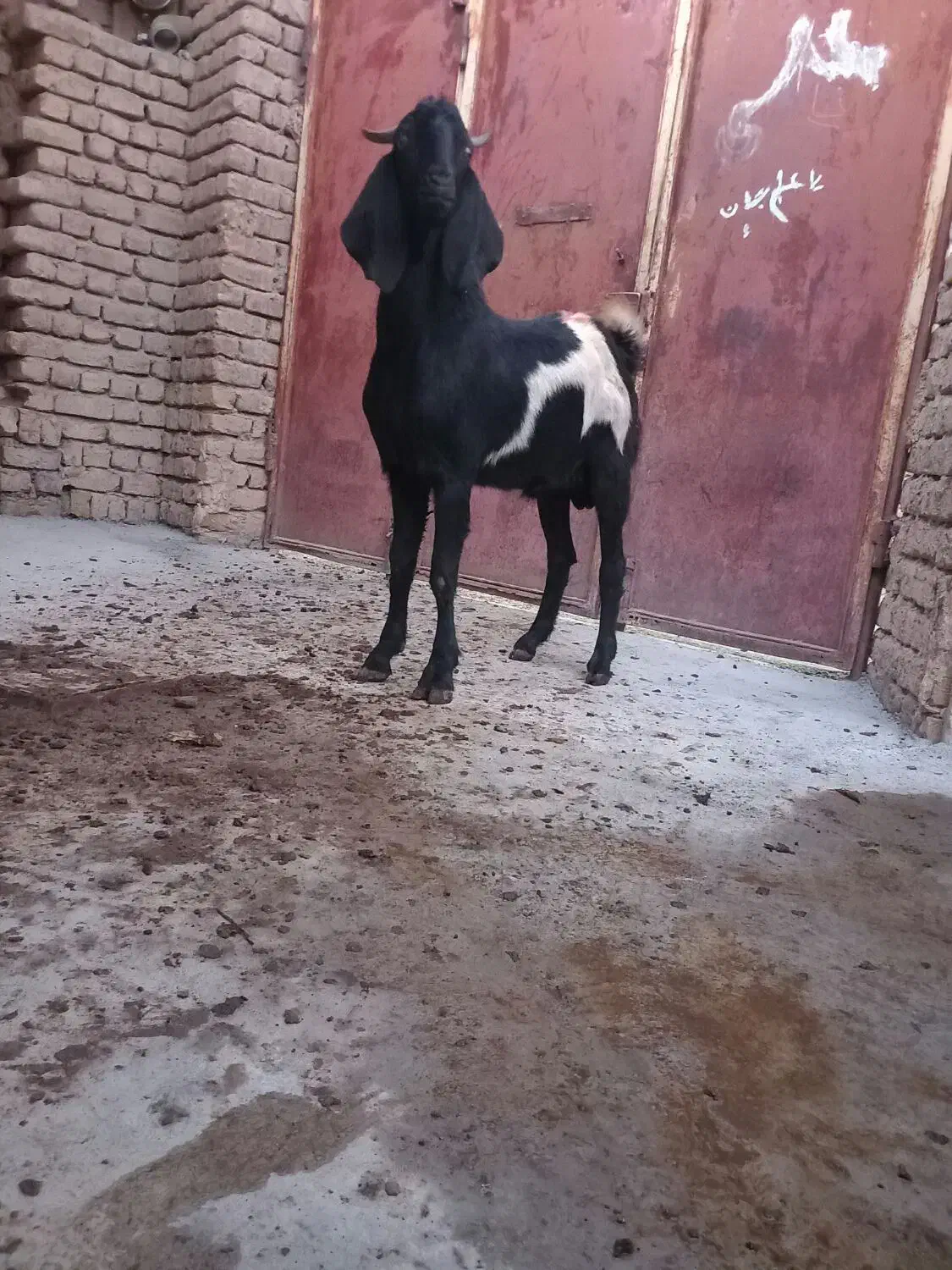 بز نر پاکستانی|حیوانات مزرعه|ابهر, |دیوار