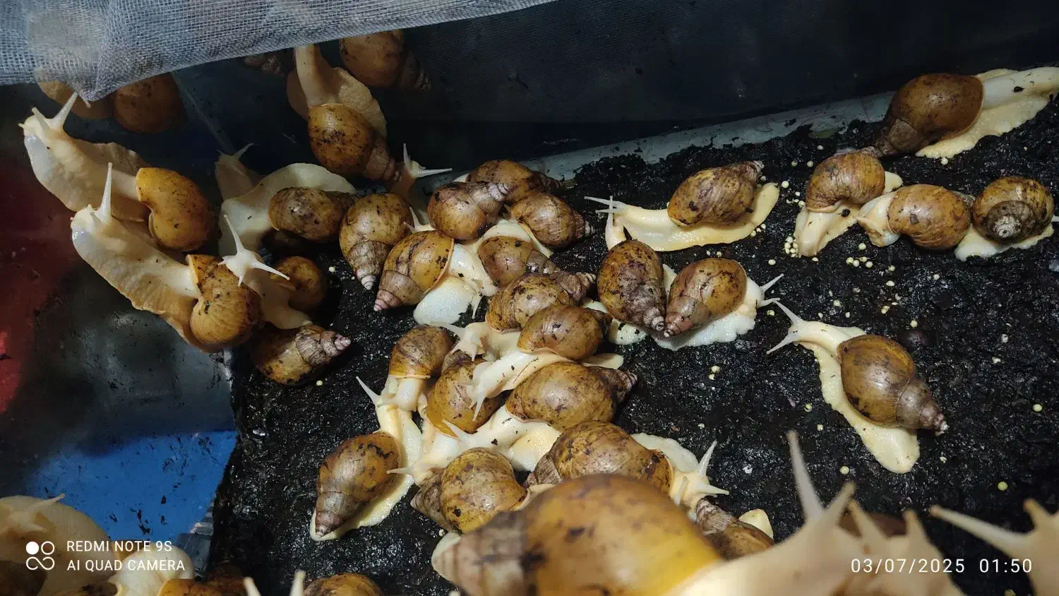 فروش حلزون آچاتینا آلبینو|خزنده|مشهد, پنجتن|دیوار