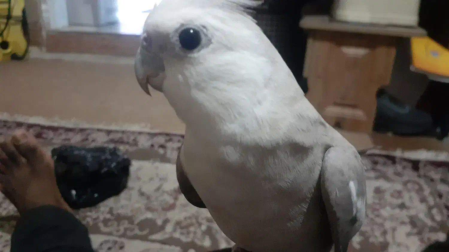 دوتا عروس هلندی گمشده|پرنده|بندرعباس, |دیوار