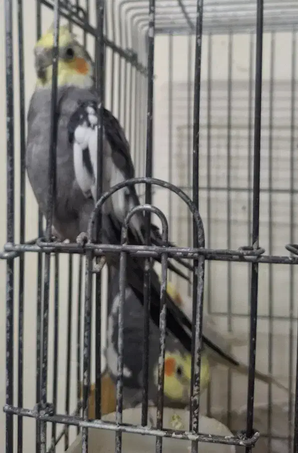 عروس هلندی لوتینو|پرنده|مشهد, فاطمیه|دیوار