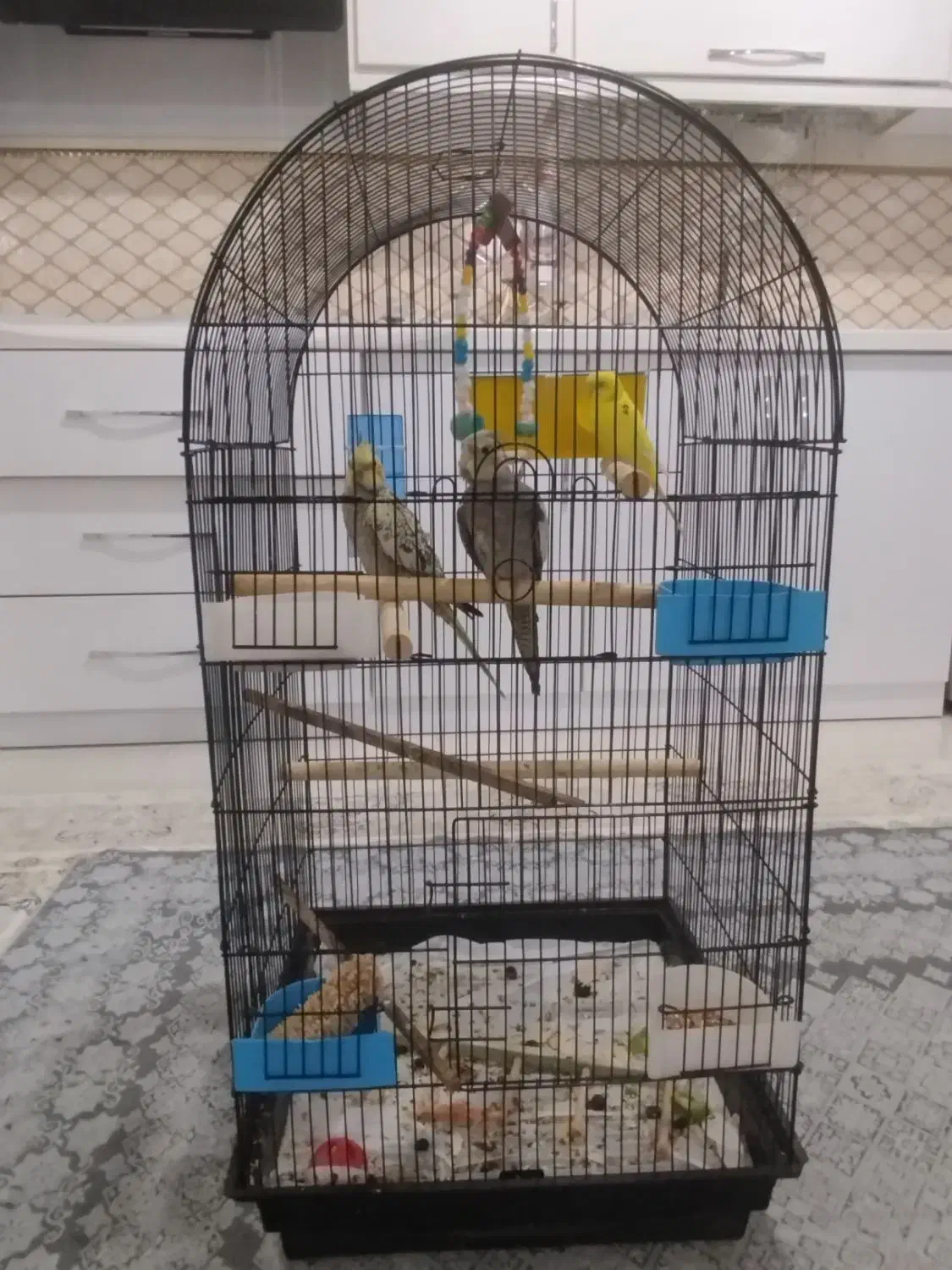 فروش عروس هلندی ویک ماده مرغ عشق زرد|پرنده|مهاباد (آذربایجان غربی), |دیوار