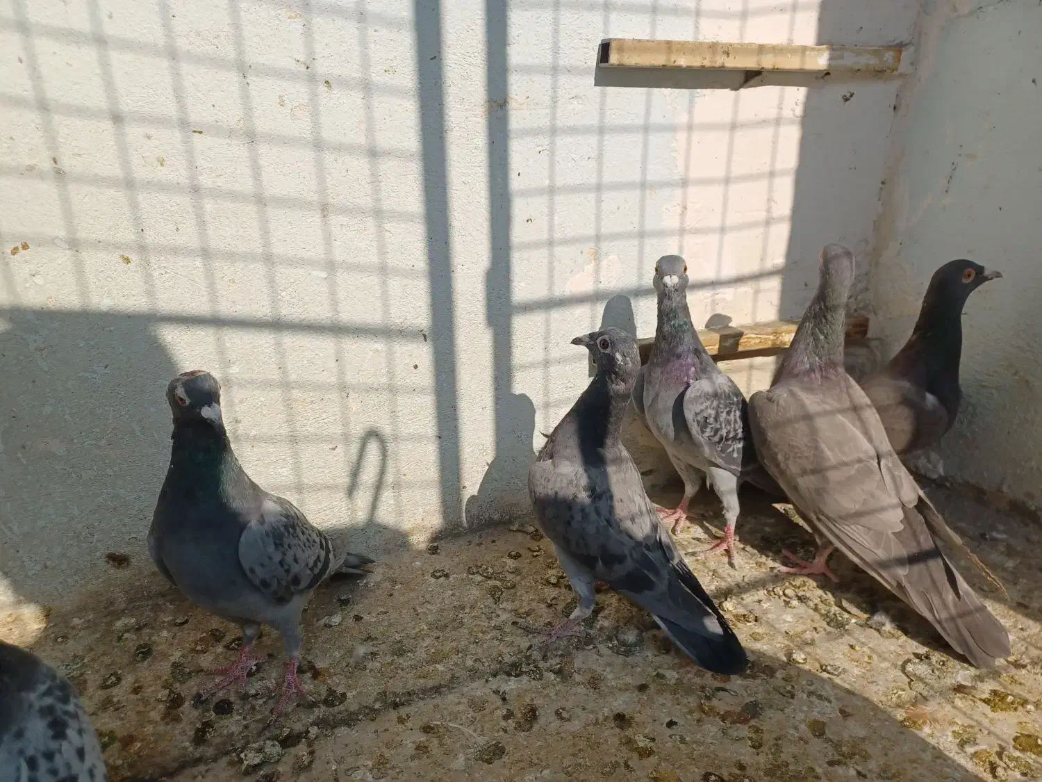 ۸عدد کفتر المانی ماده ۲عددسرکه ای ماده|پرنده|تهران, شیوا|دیوار