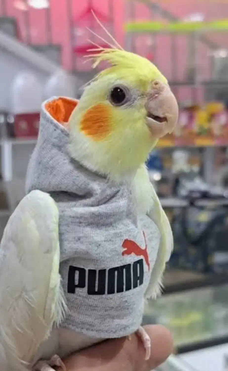 هودی و پوشک پرنده|لوازم جانبی حیوانات|اردستان, |دیوار