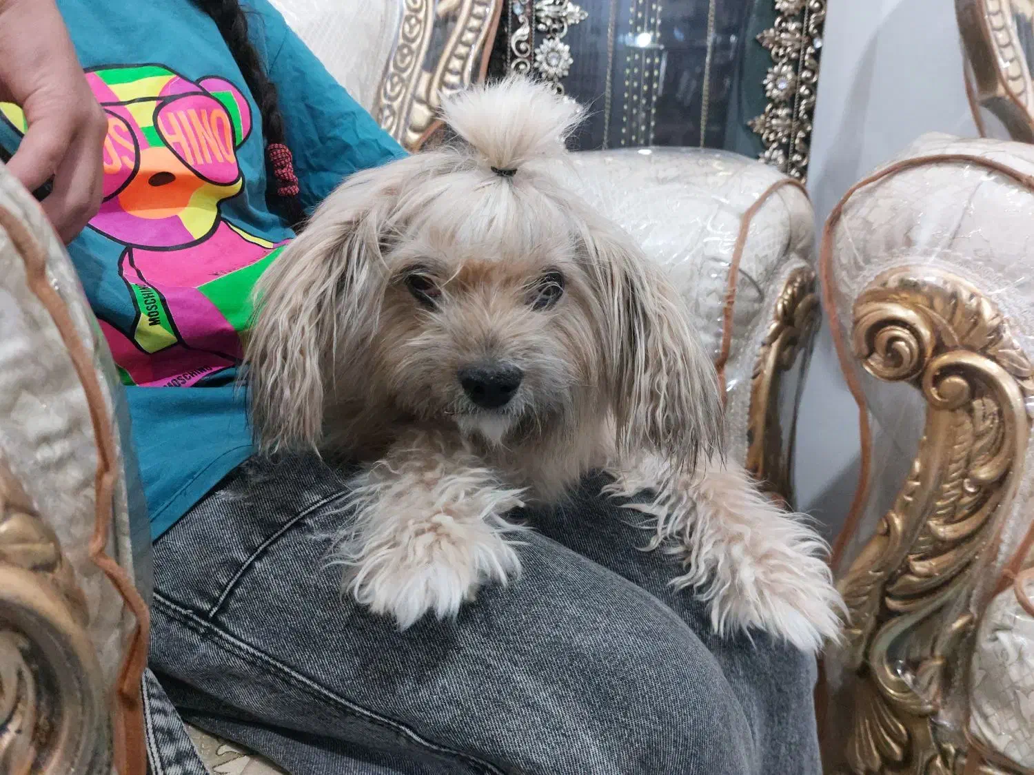 واگذاری سگ خانگی نژادشیتزو اصیل|سگ|رفسنجان, |دیوار