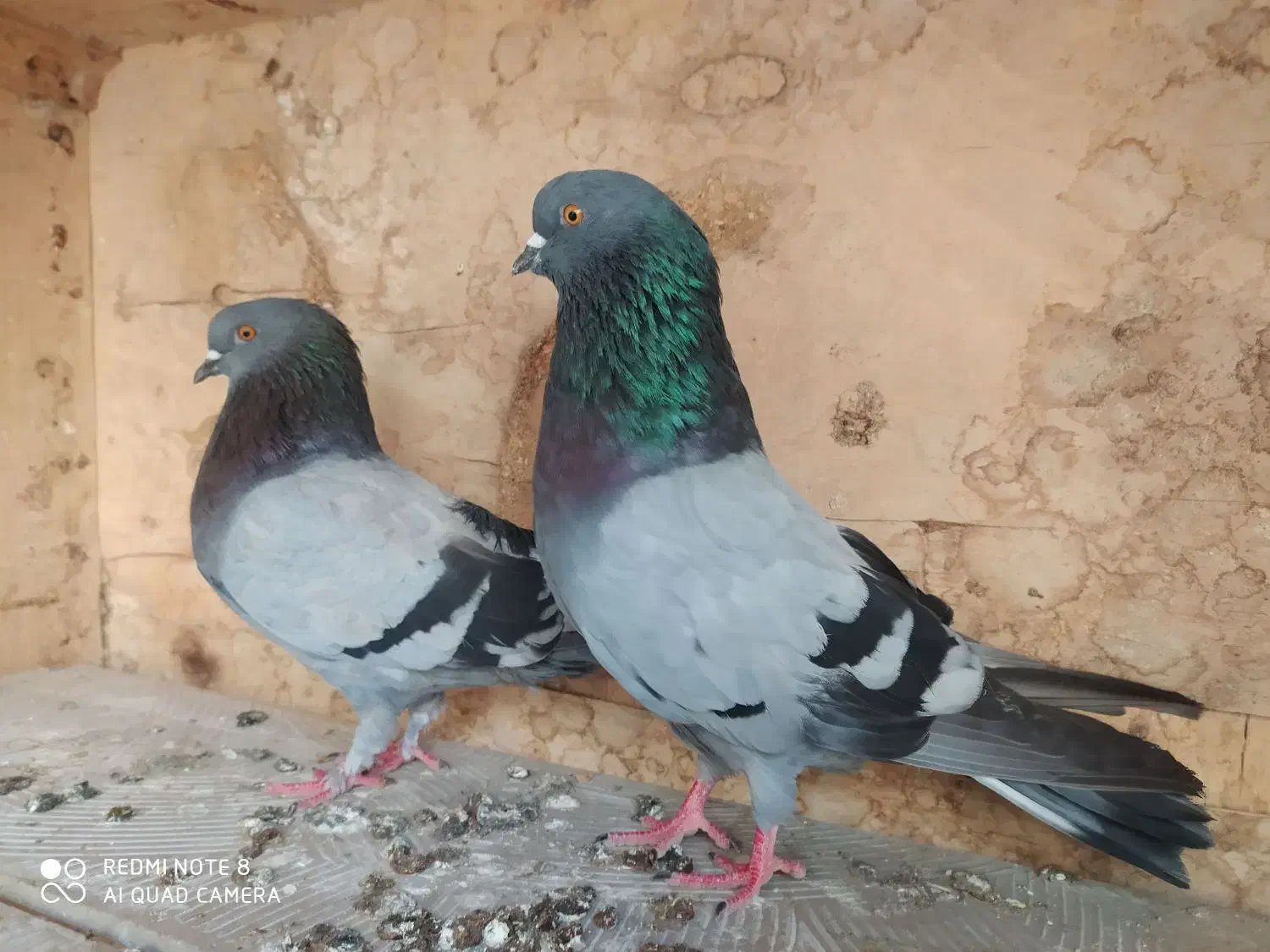 کفتر سبز|پرنده|بندرعباس, |دیوار