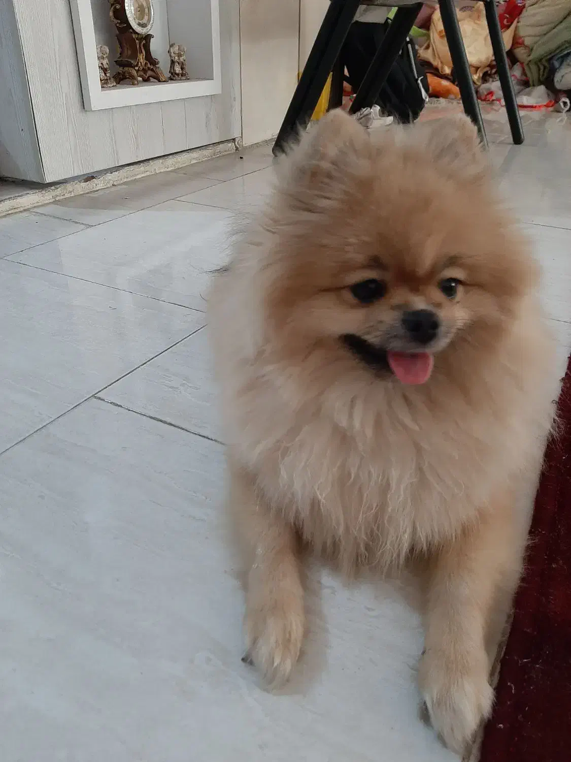 پامرین ماده ۱ساله|سگ|ری, علایین|دیوار