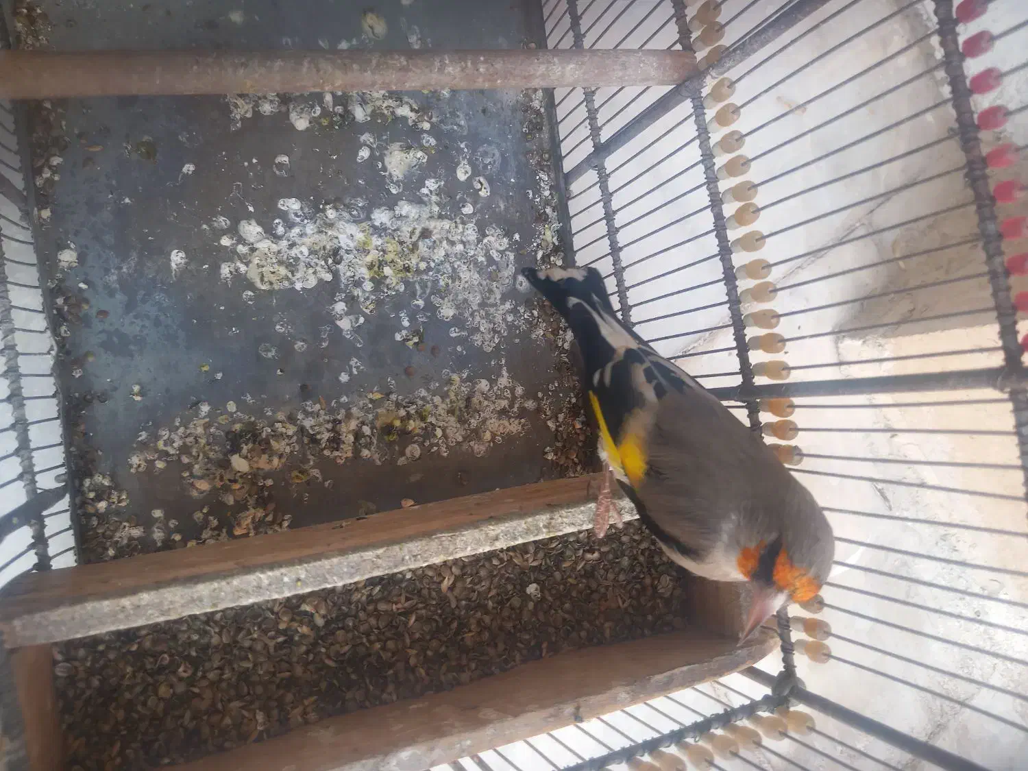 سهره نر جوجه قفس بخون|پرنده|سیرجان, |دیوار