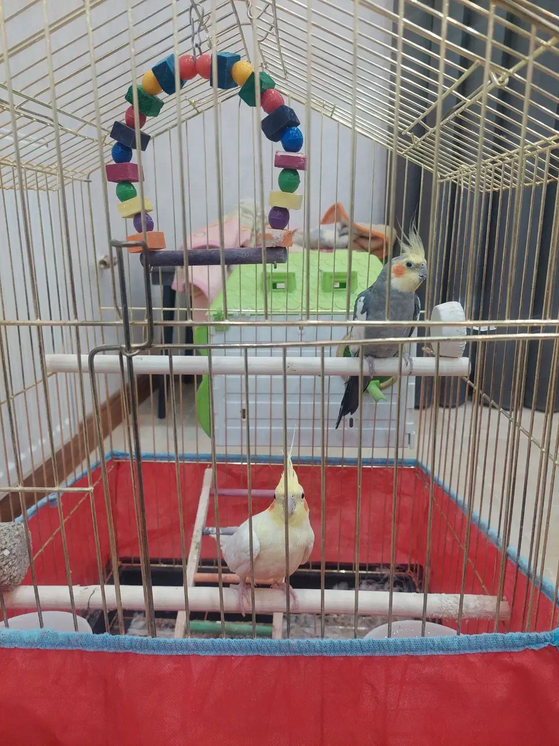 عروس هلندی|پرنده|آباده, |دیوار