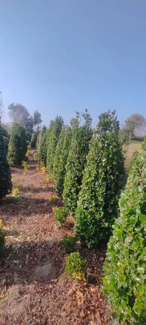 گل . یاس هلندی قیچی خورده زمینی|گل و گیاه طبیعی|شیرود, |دیوار