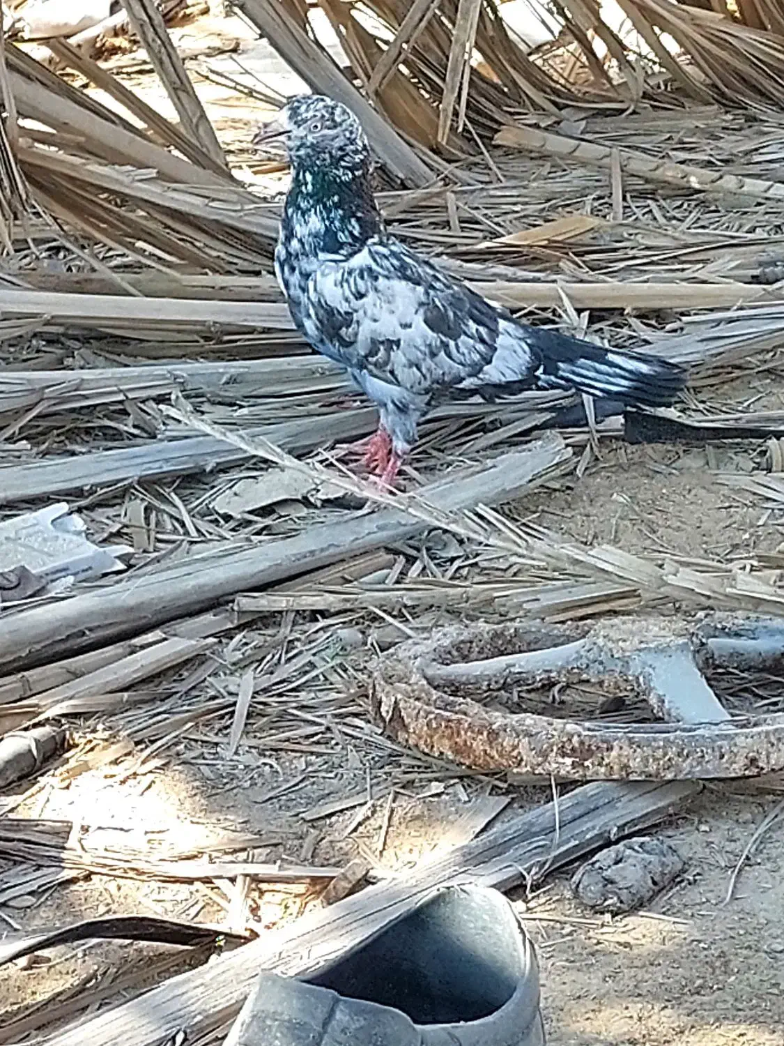 کبوتر پاکستانی ساعت بالا|پرنده|رویدر, |دیوار