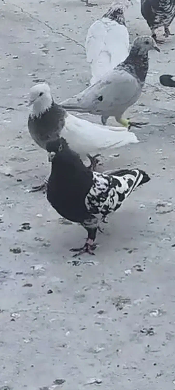 کبوتر|پرنده|برازجان, |دیوار