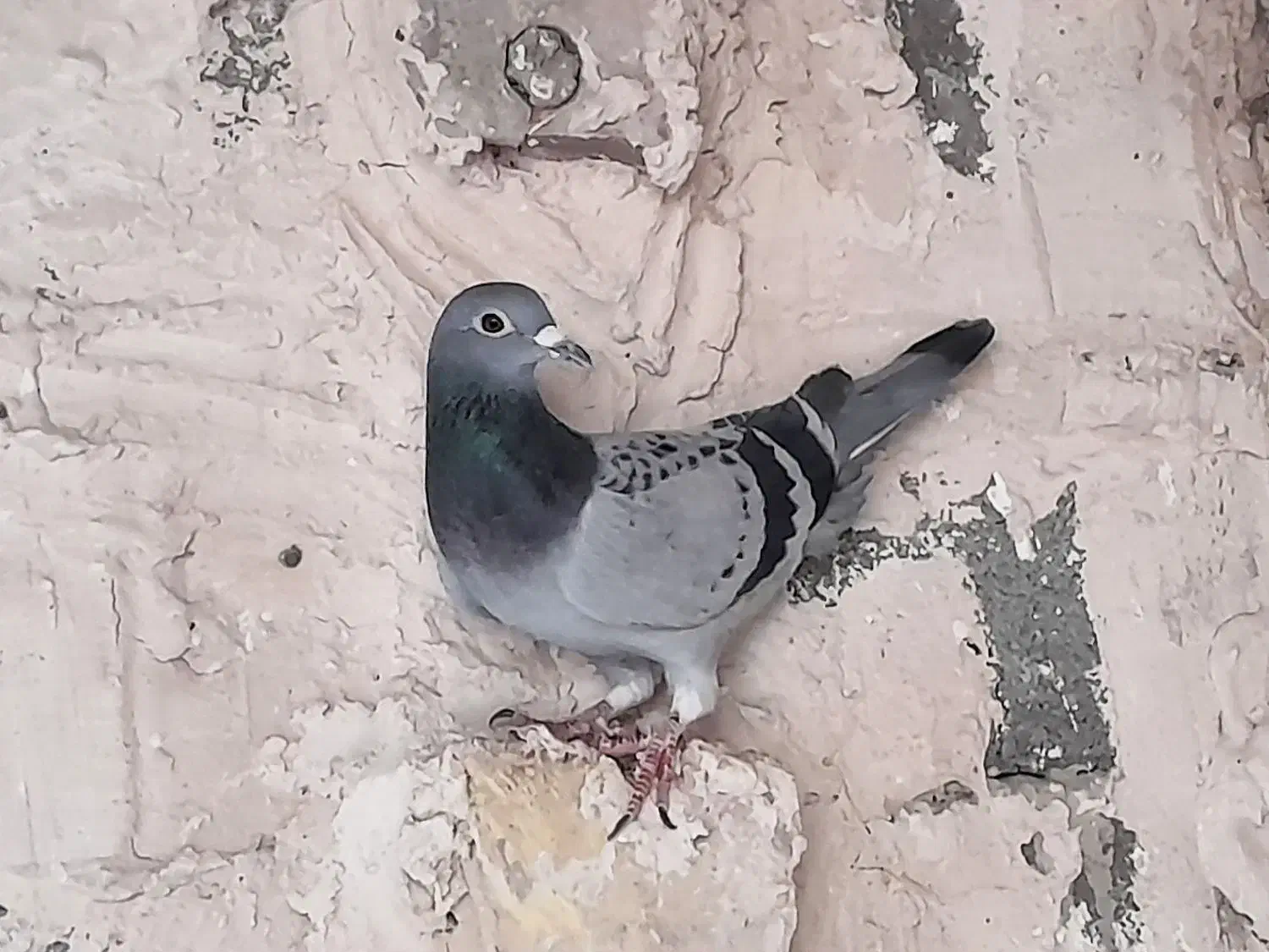 سوسکی جوانه وماده مسافتی|پرنده|چناران, |دیوار