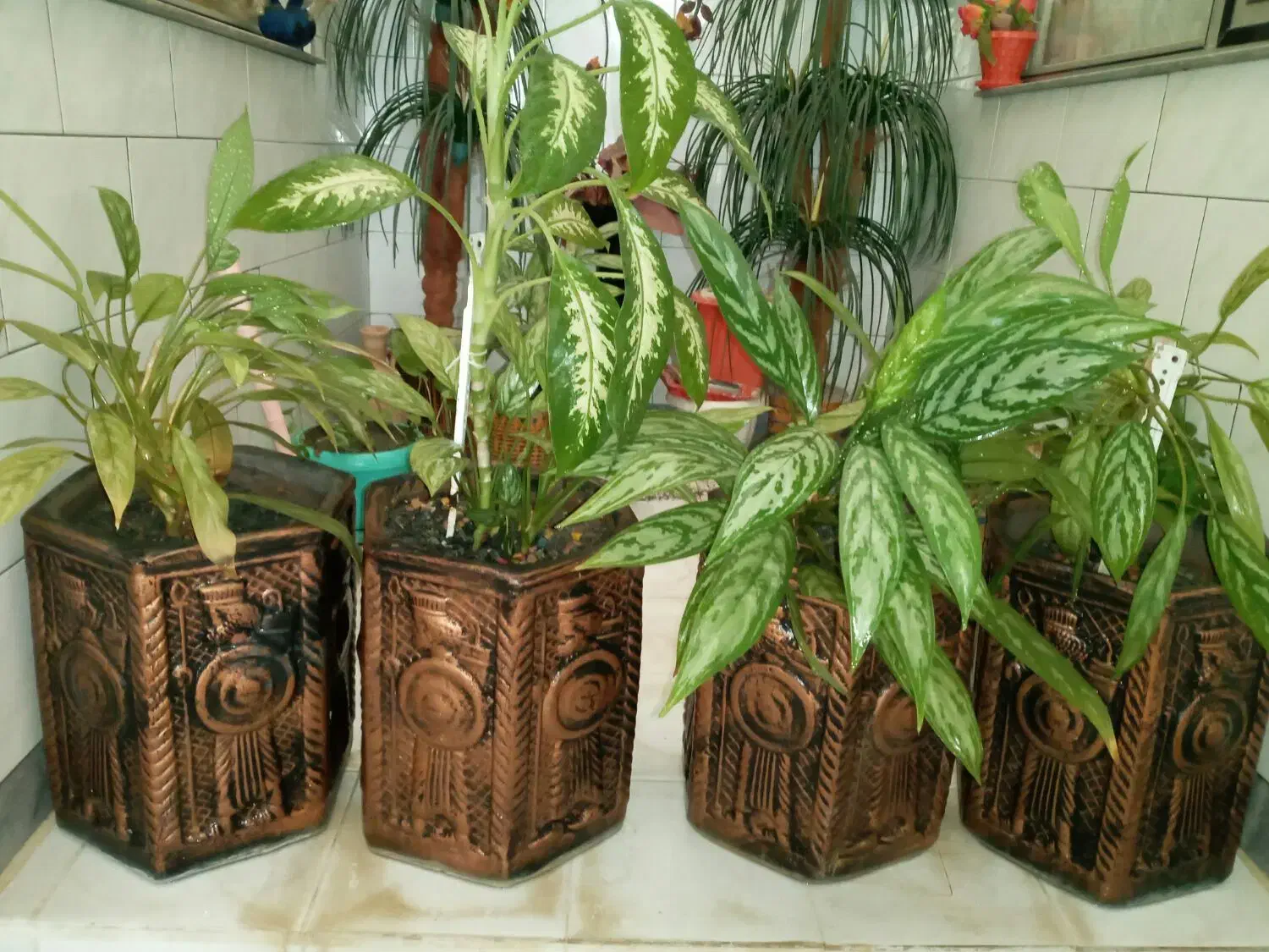 گلدان|گل و گیاه طبیعی|کرمانشاه, |دیوار